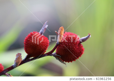 Dunduk Fruit Dunduk Fruit 61961256
