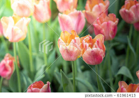 Beautiful bouquet of tulips. colorful tulips. Beautiful bouquet of tulips. colorful tulips. 61961413