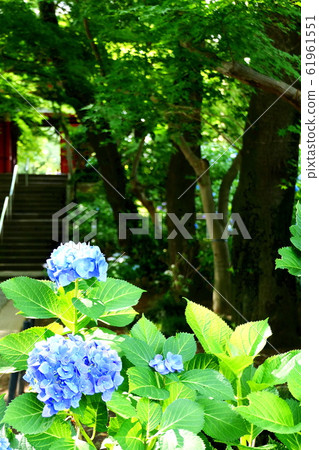 寺廟的繡球花 寺廟的繡球花 61961551