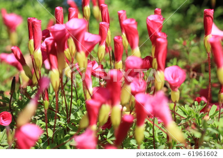 向日葵草漿花 向日葵草漿花 61961602