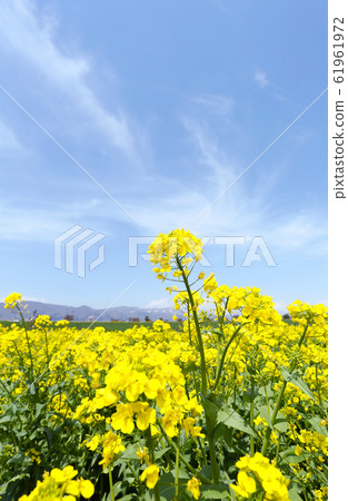 Shinshu Iiyama rape field Shinshu Iiyama rape field 61961972