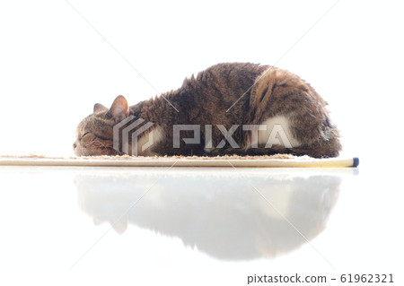 Pheasant white cat sleeping on his stomach 61962321