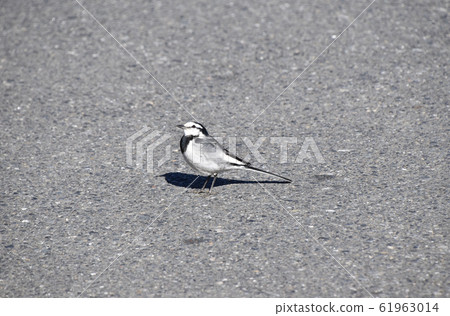 White wagtail (white wagtail) 61963014