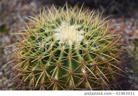 Cactus with sharp spines 61963031