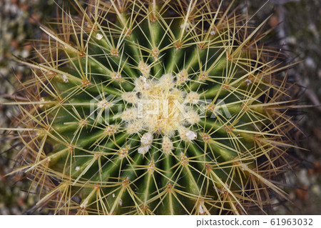 Cactus with sharp spines 61963032