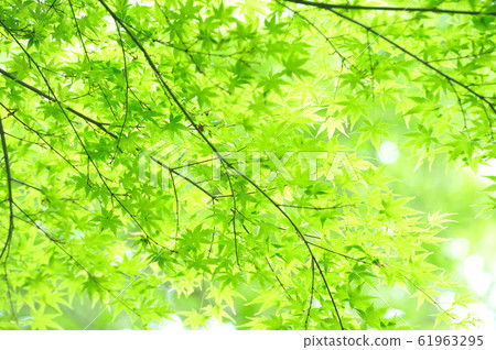 Fresh green Fresh green 61963295