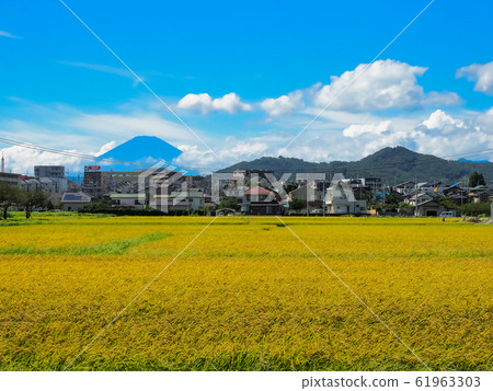 Paddy field scenery in Kanagawa Paddy field scenery in Kanagawa 61963303