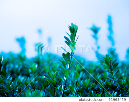 Leaf growth 61963459