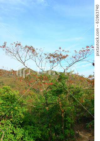 25 Dec 2008 The Landscape Of Hong kong Maclehose 61963740