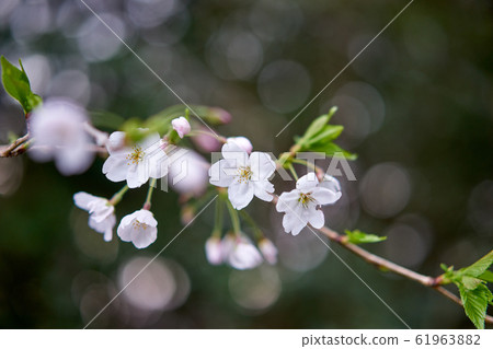 Pretty cherry blossoms. Spring landscape. 61963882