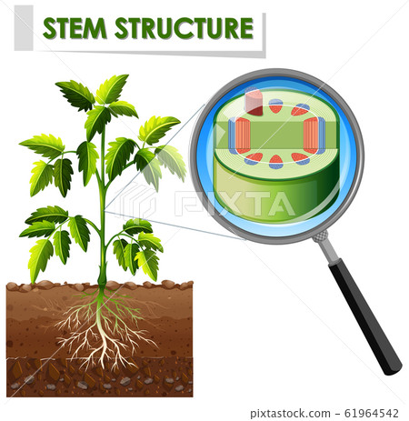 Diagram showing stem structure of a plant 61964542