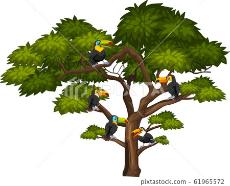 Big tree and many toucan birds on white background 61965572