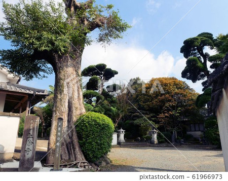 The birthplace of the Japanese Red Cross, the precincts of Shoninji Temple and Mukuki (Takuma-cho, Kumamoto) 61966973