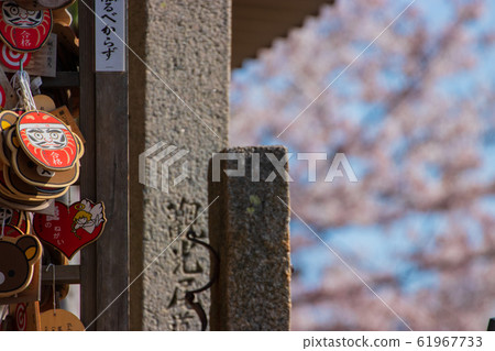 Cherry blossom 61967733