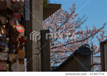 Cherry blossom Cherry blossom 61967734