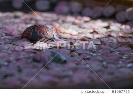Cherry blossom 61967735