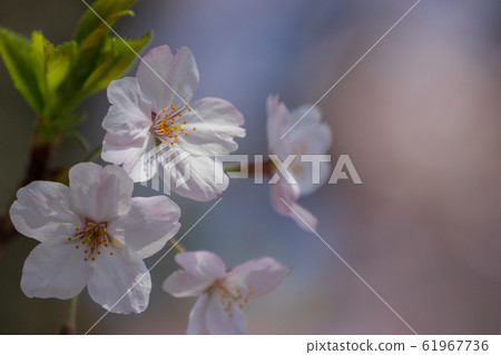 Cherry blossom 61967736