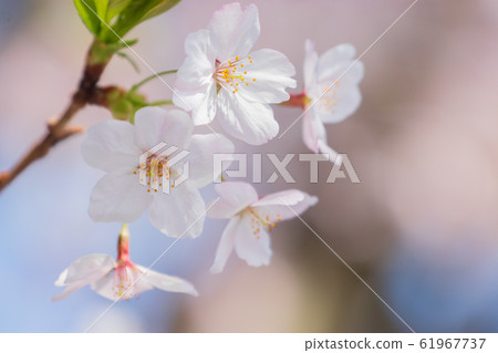 Cherry blossom 61967737