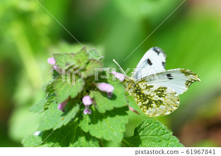 柿蝴蝶（女）棲息在一朵花 61967841