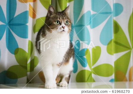 Pheasant cat trying to find something and start walking 61968270