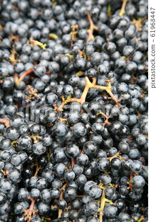 山葡萄 山葡萄 61968447