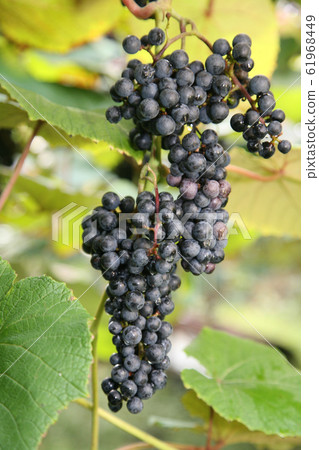 山葡萄 61968449