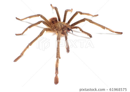 塔蘭圖拉毒蛛新加坡藍（♂，雄性）Omothymus violaceopes 61968575