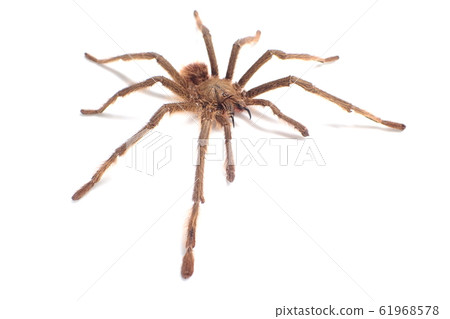 塔蘭圖拉毒蛛新加坡藍（♂，雄性）Omothymus violaceopes 61968578