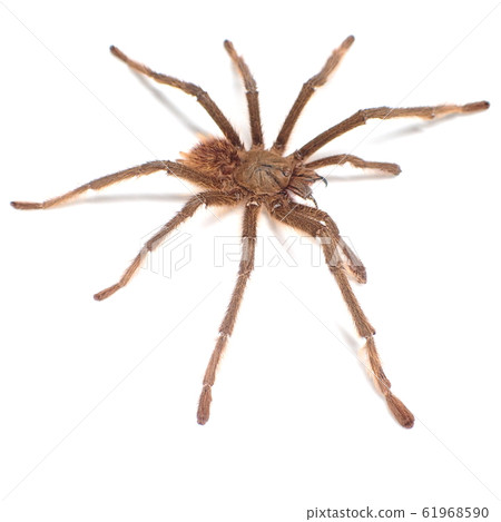 Tarantula Singapore Blue (♂, Male) Omothymus violaceopes 61968590