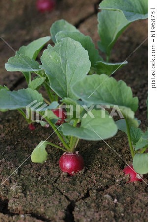 Radish 61968731