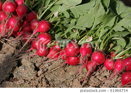 Radish Radish 61968754