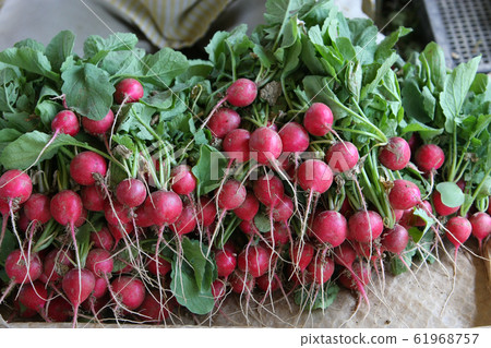 Radish 61968757