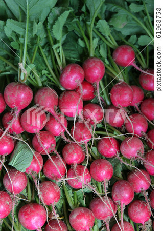 Radish 61968758