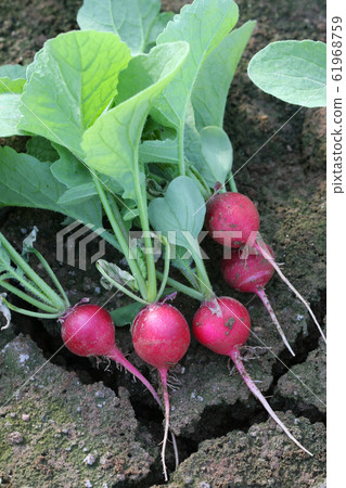 Radish 61968759