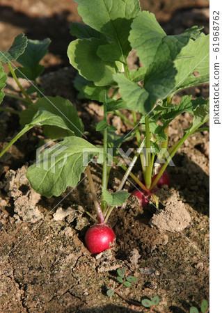 Radish 61968762