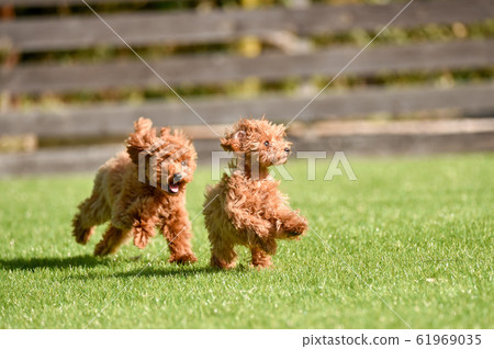 玩具貴賓犬 玩具貴賓犬 61969035