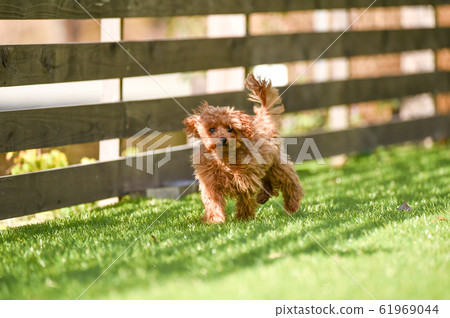 玩具貴賓犬 玩具貴賓犬 61969044