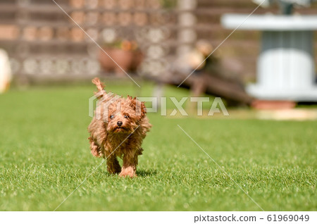 玩具貴賓犬 玩具貴賓犬 61969049