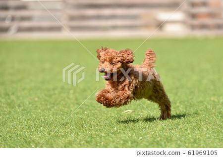 toy poodle  61969105