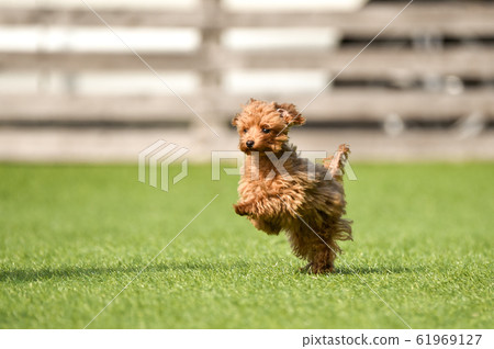 toy poodle  61969127