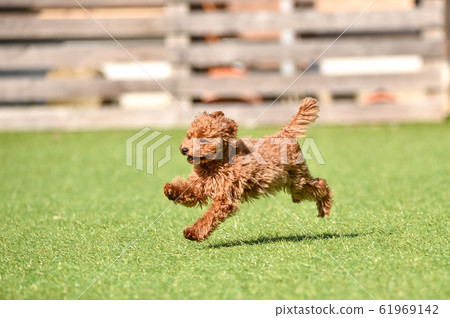 toy poodle  61969142