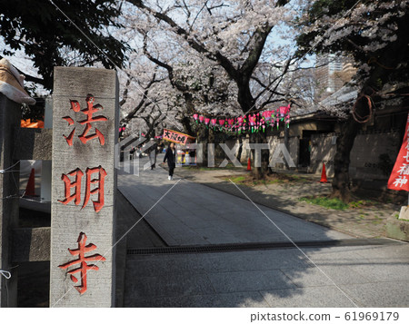 Cherry-blossom viewing of Ikebukuro (Zojigaya) and Homyoji 61969179