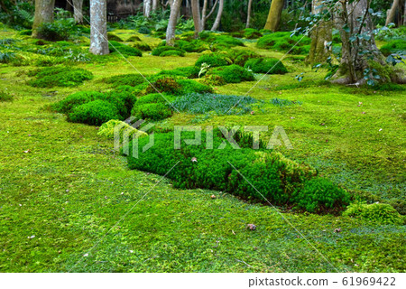 園地花園的苔蘚 園地花園的苔蘚 61969422