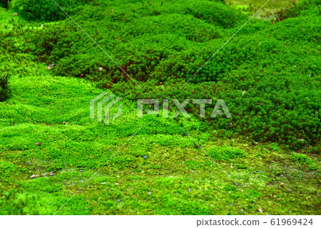 園地花園的苔蘚 園地花園的苔蘚 61969424