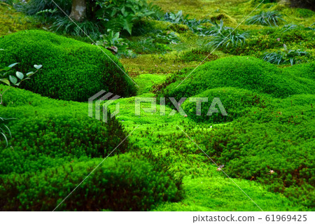 園地花園的苔蘚 園地花園的苔蘚 61969425