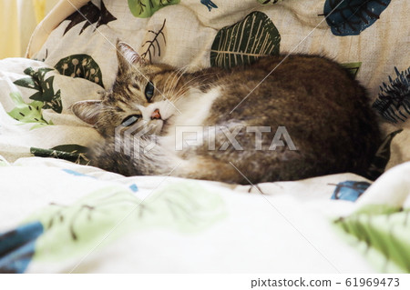 Pheasant cat curling on kotatsu futon Pheasant cat curling on kotatsu futon 61969473