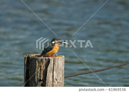 翠鳥抓到一條魚 61969536
