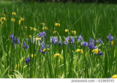 Tottori Four Seasons Walk Spring Makiya Oyster Butterfly Tottori Four Seasons Walk Spring Makiya Oyster Butterfly 61969545
