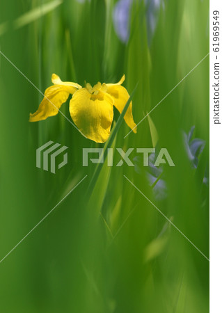 鳥取四季節步行春天牧宮牡蠣蝴蝶 61969549