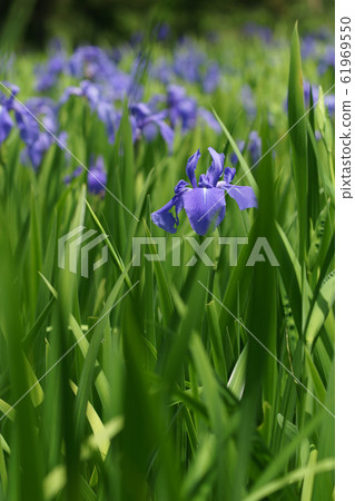 鳥取四季節步行春天牧宮牡蠣蝴蝶 鳥取四季節步行春天牧宮牡蠣蝴蝶 61969550